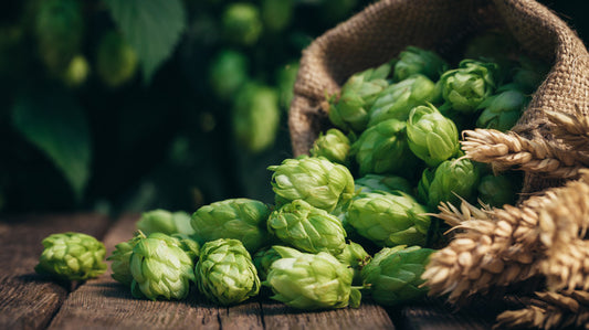 The Most Wonderful Time of The Year: Wet Hop Beer Season